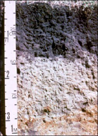 A cross-section of clay loam.