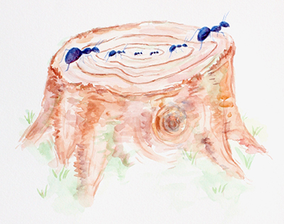 Six ants walking across a tree stump.