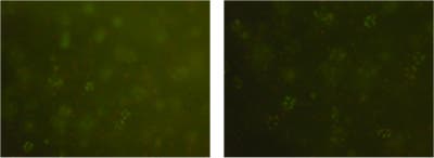 Two photos showing clusters of mostly green and a few red dots.