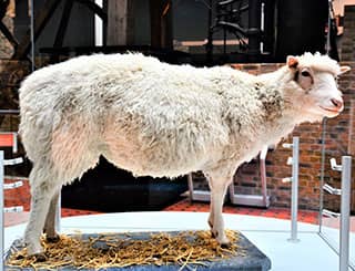 A model of a furry, four-legged animal stands upon a small platform.