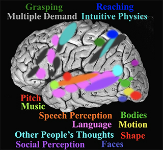 Labeled image of a human cortex with regions marked with different colors.
