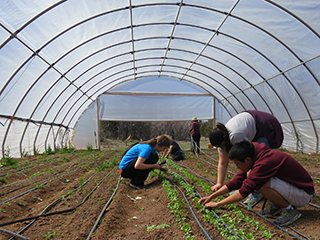 Five people working in a green house.