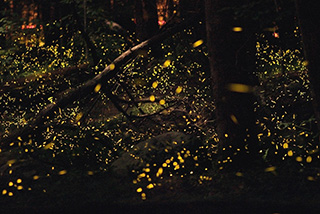 A close-up photograph of trees in a forest at dusk, swirling with tiny glowing yellow dots, each one a bioluminescent firefly.