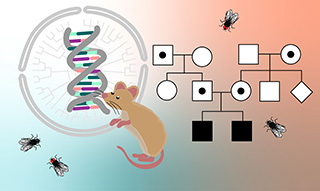 A collage of illustrations depicting a DNA double helix, a cell, a phylogenetic tree, a mouse, fruit flies, and a pedigree chart.