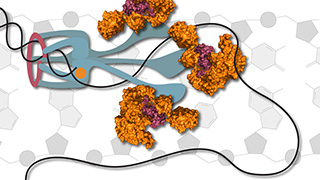 An illustration showing the cellular machinery involved in DNA replication inside a cell. 