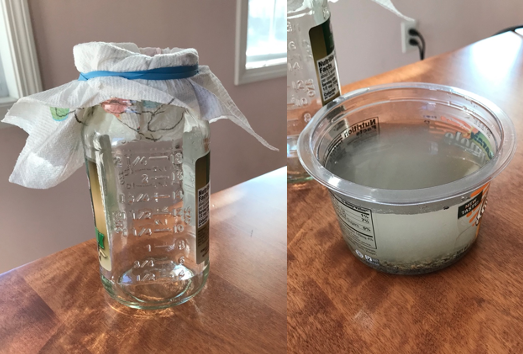 Left, a glass jar whose opening is covered by a paper towel kept in place with a rubber band. Right, a plastic tub with murky liquid and contaminants. 